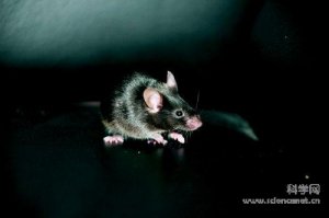 科学家首次用iPS细胞克隆出活体小鼠